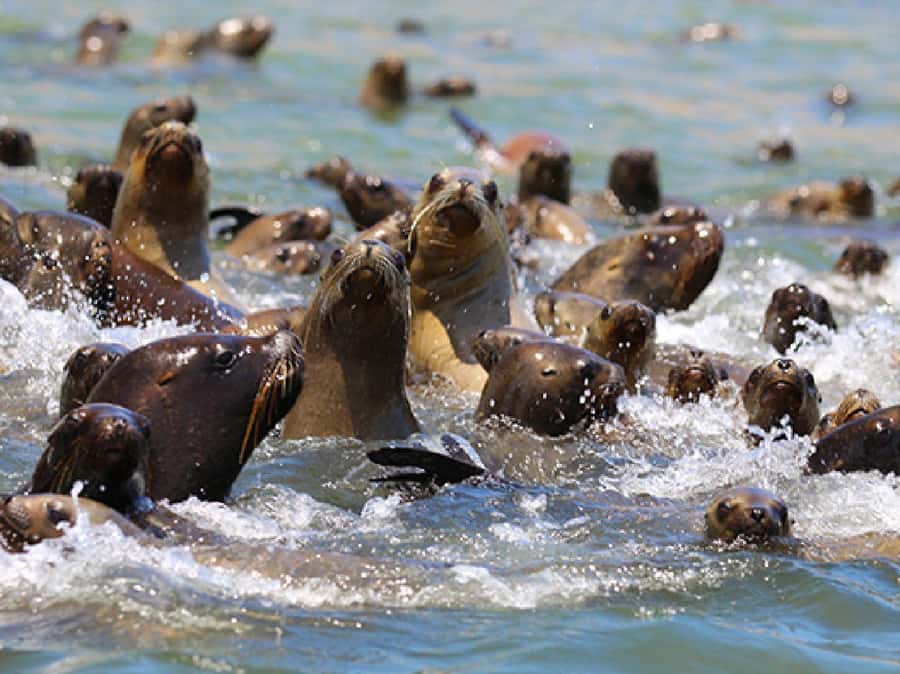 Paracas: Ballestas Islands and Candelabra of Paracas Boat - The 2-hour itinerary: what you’ll do from port to return