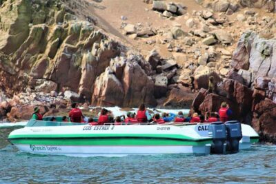 Paracas: Ballestas Islands and Candelabra of Paracas Boat - Ballestas Islands wildlife: Humboldt penguins, sea lions, and guano birds