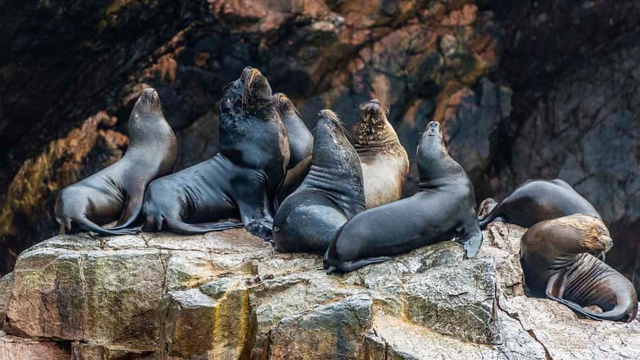 Paracas: Ballestas Islands and Candelabra of Paracas Boat - Photo tips on a fast boat (without fighting the wind)
