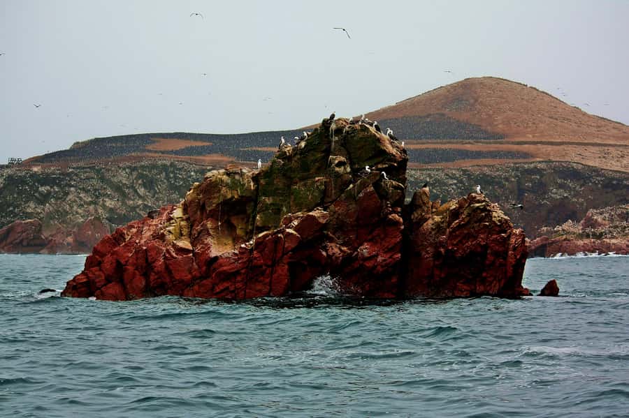 Paracas: Ballestas Islands and Candelabra of Paracas Boat - Who should book this Paracas tour?