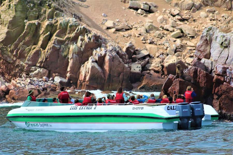 Paracas: Ballestas Islands and Candelabra of Paracas Boat - Ballestas Islands wildlife: Humboldt penguins, sea lions, and guano birds