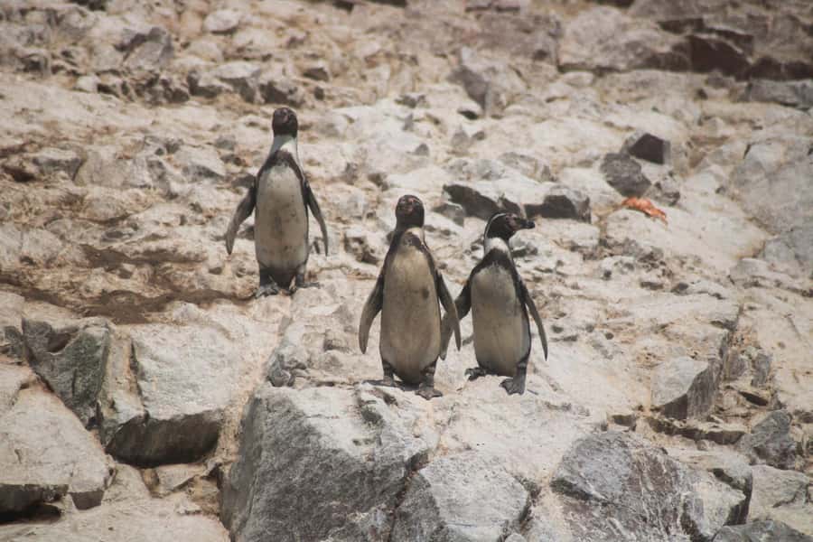 PARACAS: BALLESTAS ISLANDS AND NATIONAL RESERVE - Paracas in One Day: Boat Wildlife + Reserve Beaches
