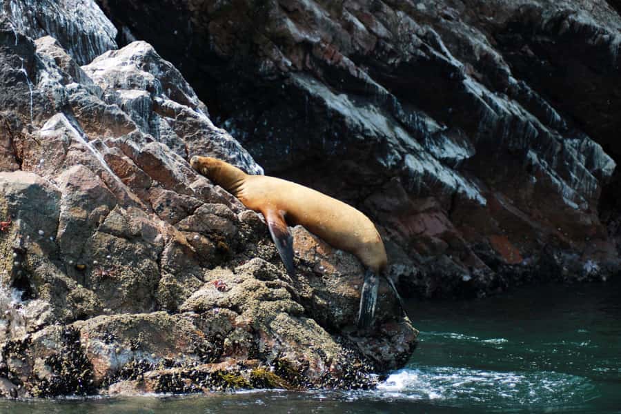 PARACAS: BALLESTAS ISLANDS AND NATIONAL RESERVE - The 45-Minute Break on the Boulevard (10:00 to 10:45)