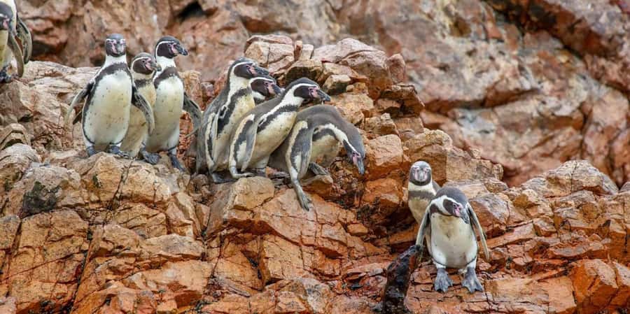 Paracas: Ballestas Islands Boat tour - Islas Ballestas - Ballestas Islands: rock formations, penguins, and the sea-lion colonies