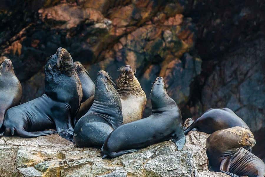 Paracas: Ballestas Islands Boat tour - Islas Ballestas - What’s included (and what isn’t) so you can judge the real price