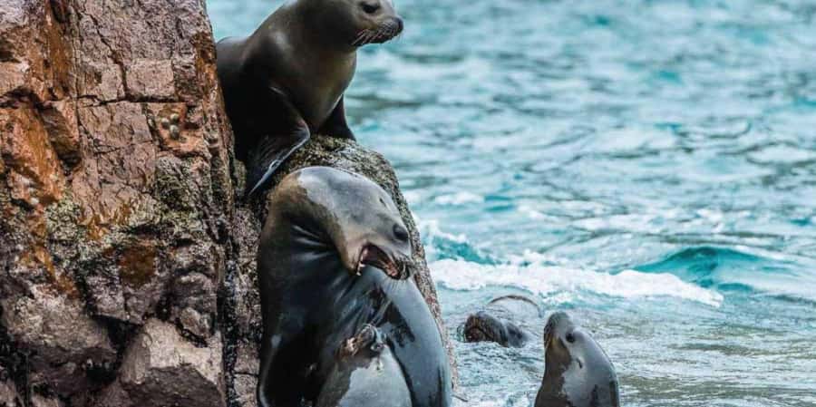 Paracas: Ballestas Islands Boat tour - Islas Ballestas - The role of the guide: spotting, naming, and keeping the pace fair