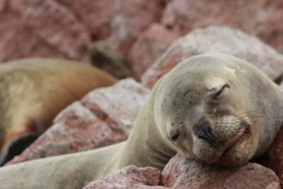 Paracas: Ballestas Islands Guided Boat Tour - Starting in Paracas: Pickup, Separate Entrance, and Staying Sane
