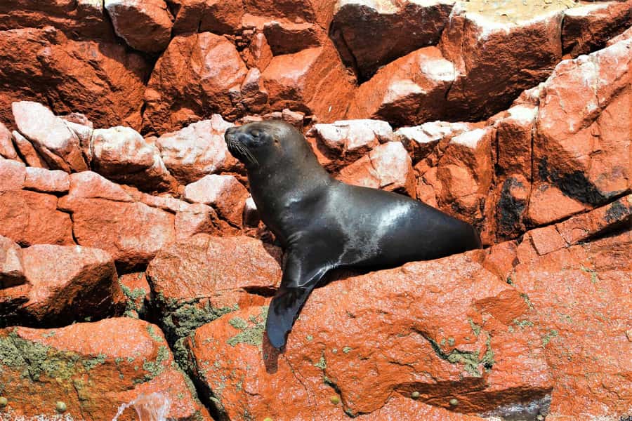 Paracas: Ballestas Islands Guided Boat Tour - Natural Arches and Caves: The Route Is the Experience