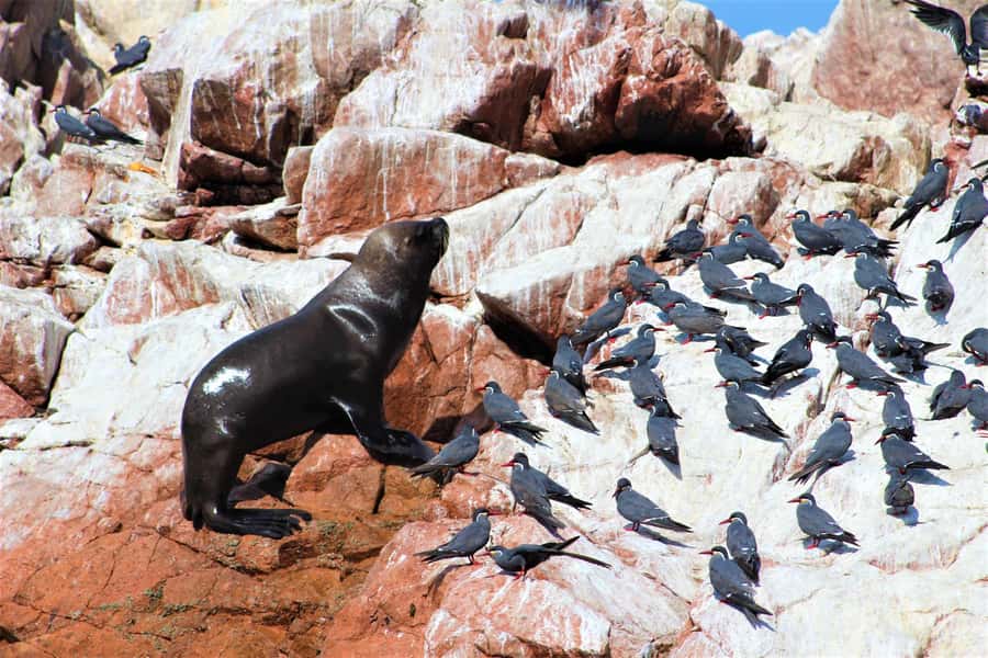 Paracas: Ballestas Islands Guided Boat Tour - Price and Value: How $20 Works With What’s Included