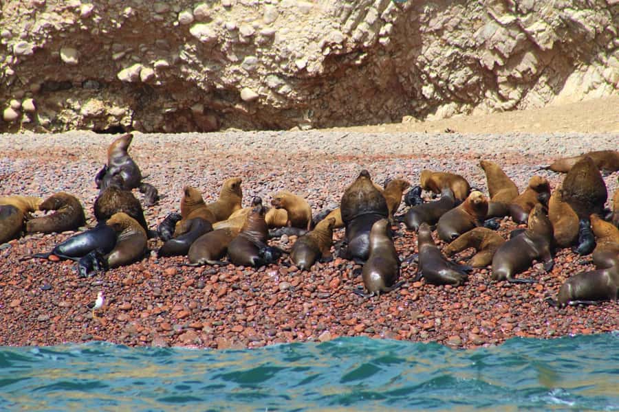 Paracas: Ballestas Islands Guided Boat Tour - Practical Photo Tips for a Short, Bright Trip
