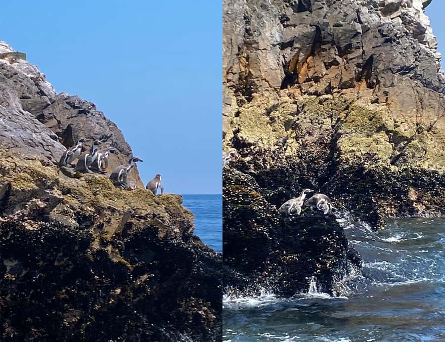 Paracas: Ballestas Islands Morning Boat Tour - What to bring (and what to skip) for a smoother ride