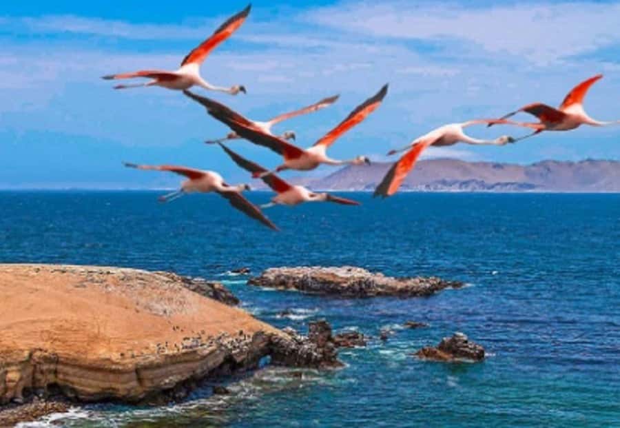 PARACAS|| Sunset trekking in the Paracas National Reserve - The 14:45 start and the full 3-hour rhythm
