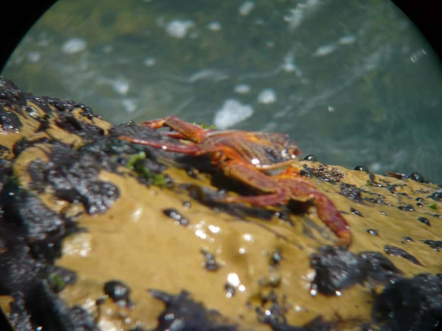 Paracas:Private Tours Paracas National Reserve all inclusive - The guide factor: why Lucio (and others) change the whole day