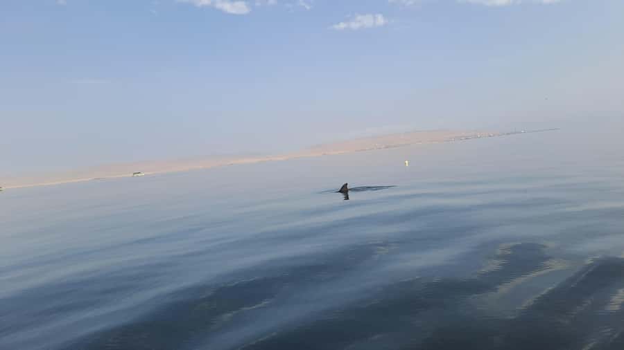 Private Tour: Ballestas Island & Huacachina Oasis, from Lima - Lima to Paracas to Huacachina: a day that changes gear