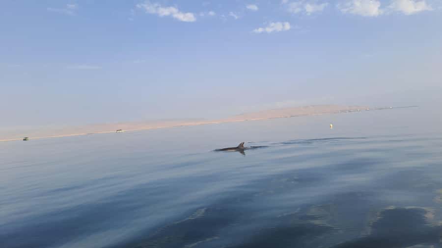 Private Tour: Ballestas Island & Huacachina Oasis, from Lima - Huacachina oasis: sand, adrenaline, and surprising views