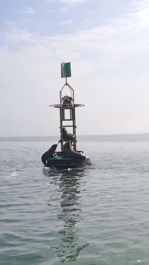 Private Tour: Ballestas Island & Huacachina Oasis, from Lima - Buggy rides and sandboarding: what to expect in practice