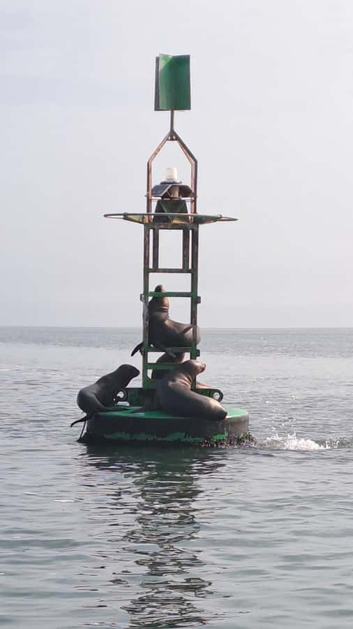 Private Tour: Ballestas Island & Huacachina Oasis, from Lima - The guides and drivers: professional support on a long day