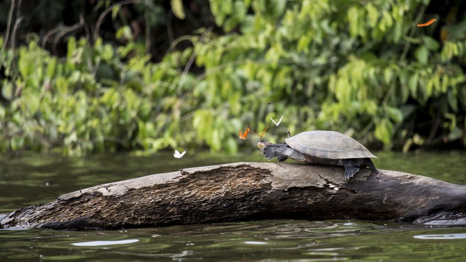 Puerto Maldonado: 2-Day Peruvian Tambopata Jungle Trip - Lodge reality on the one included night