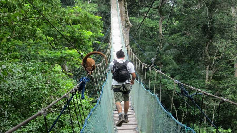 Puerto Maldonado: 2-Day Peruvian Tambopata Jungle Trip - What to expect from wildlife watching (and how to set yourself up)