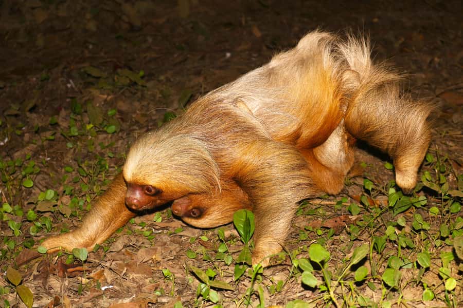 Puerto Maldonado: Jungle Night Tour with Sloths & Tarantulas - Wildlife Etiquette: Staying Close and Respecting the Night