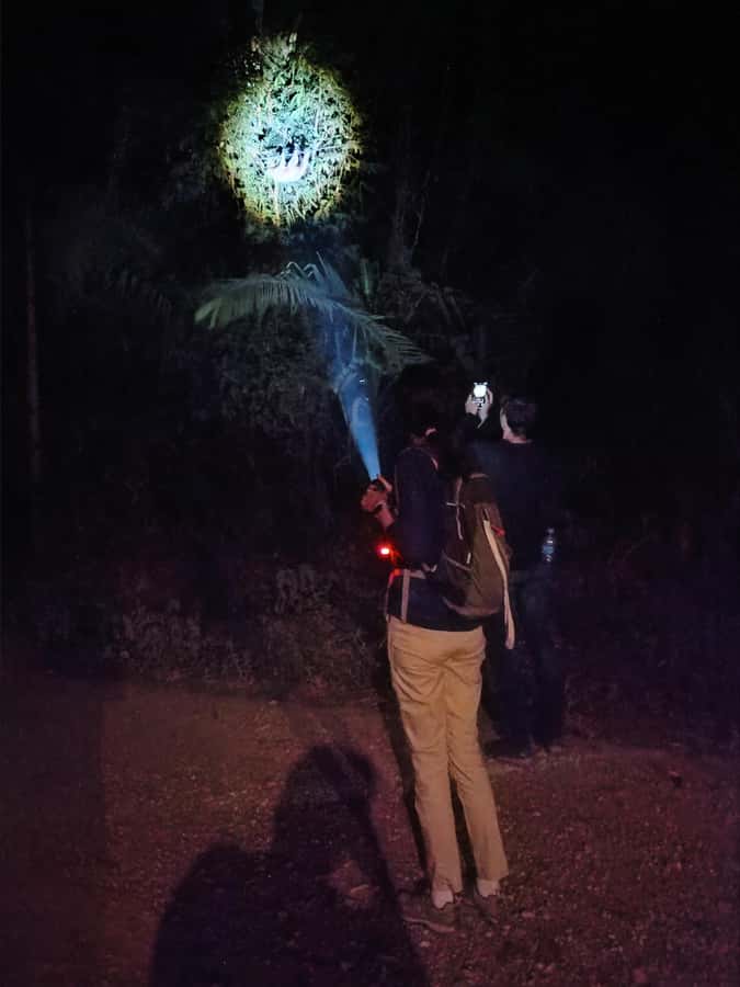 Puerto Maldonado: Jungle Night Tour with Sloths & Tarantulas - The Real Drawback: Wildlife Is Wild