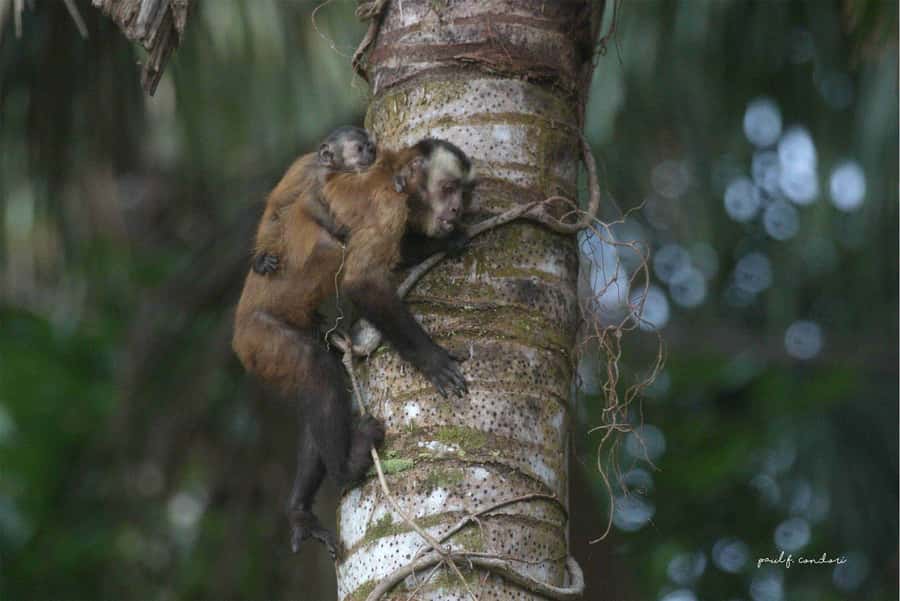 Puerto Maldonado: Sandoval Lake 4-Day, 3-Night Guided Tour - Zip-line above the trees: adrenaline with safety coaching