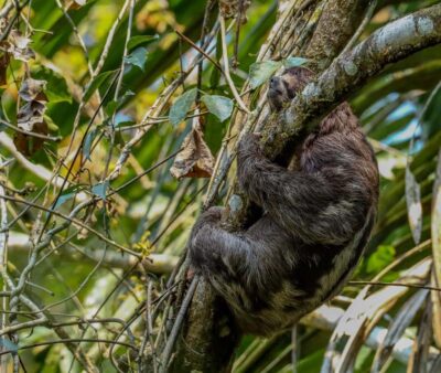 Puerto Maldonado: Sandoval Lake Full-Day Trip with Canoeing - The Tambopata walk: what 55 minutes really feels like