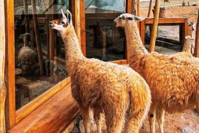 Quad bikes in Moray and Salineras and Picnic with llamas - Riding the Sacred Valley: Moray terraces on four wheels