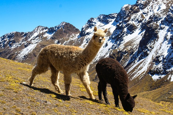 Rainbow Mountain in Cusco Full Day Tour - Walking to Rainbow Mountain: steps, altitude, and what actually controls your view