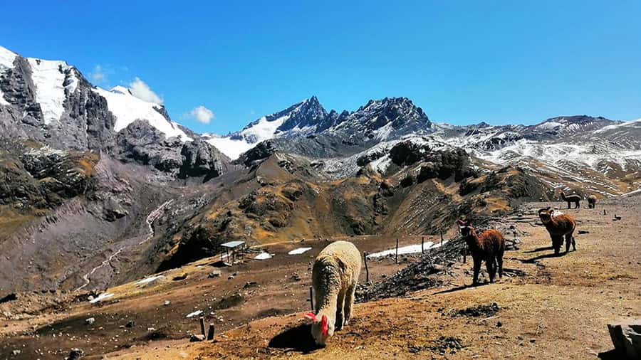 Rainbow Mountain tour and Machu Picchu tour by train - Price and value: is $370 fair for what you get?