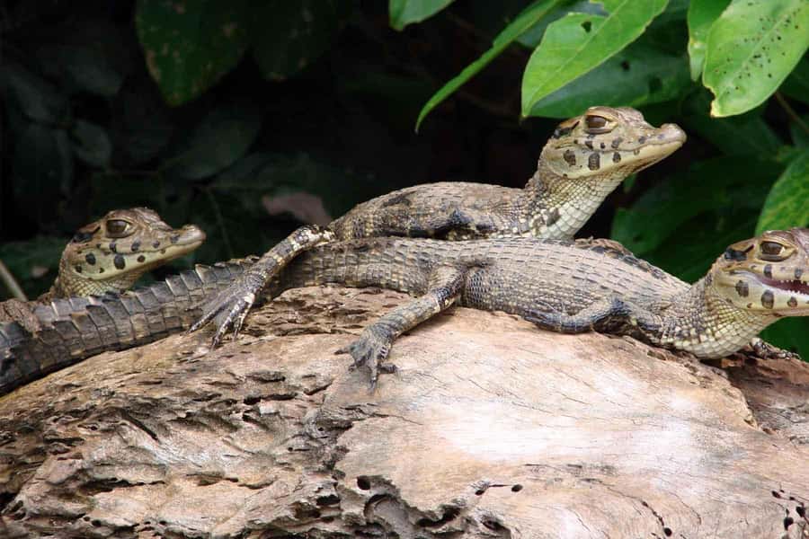 Tambopata: Lake Sandoval Canoeing with Lunch - Should You Book This Tambopata Canoeing Day?