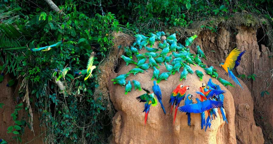Tambopata Macaw Clay Lick 3 days/2 nights - El Chuncho Macaw Clay Lick: the Dawn Ritual That Sets the Tone