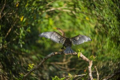 Tambopata Macaw Clay Lick 3 days/2 nights - Day 1: From the Office to the River, Then an Intro Rainforest Walk
