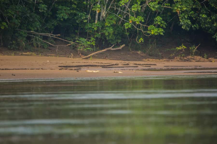 Tambopata Macaw Clay Lick 4 days/3 nights - Chuncho Clay Lick: Why the biggest bird scene starts so early