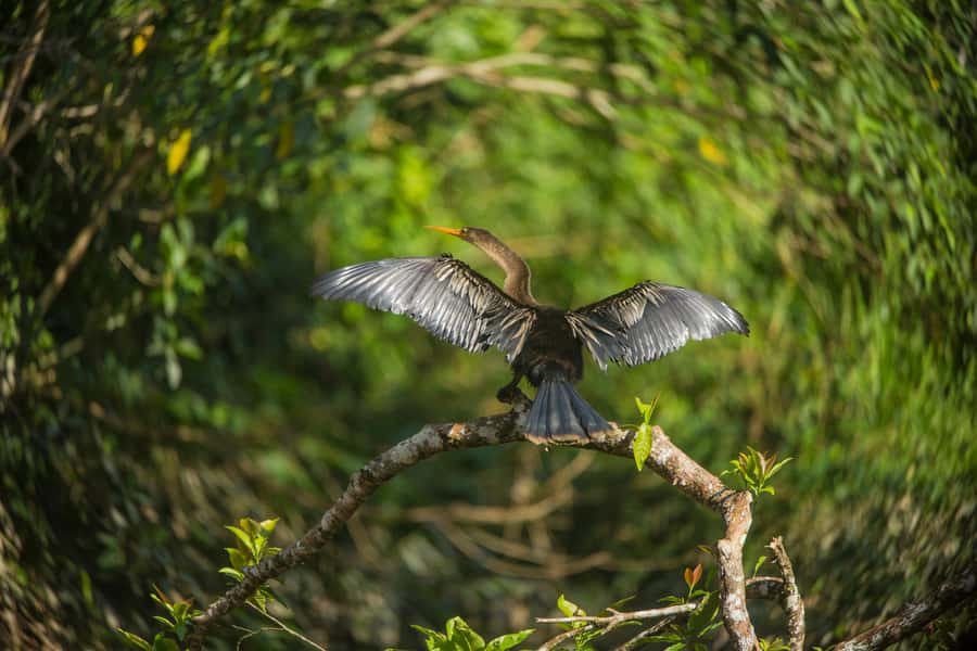 Tambopata Macaw Clay Lick 4 days/3 nights - The lodge rhythm: food, comfort, and learning what you’re seeing