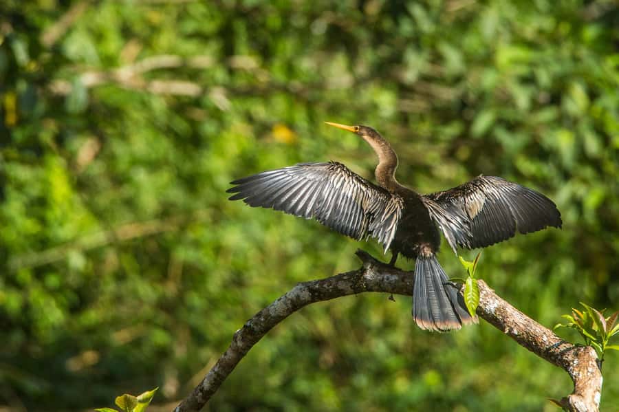 Tambopata Macaw Clay Lick 4 days/3 nights - Day 4: A 30-meter canopy walkway and a wide view over the Madre de Dios River