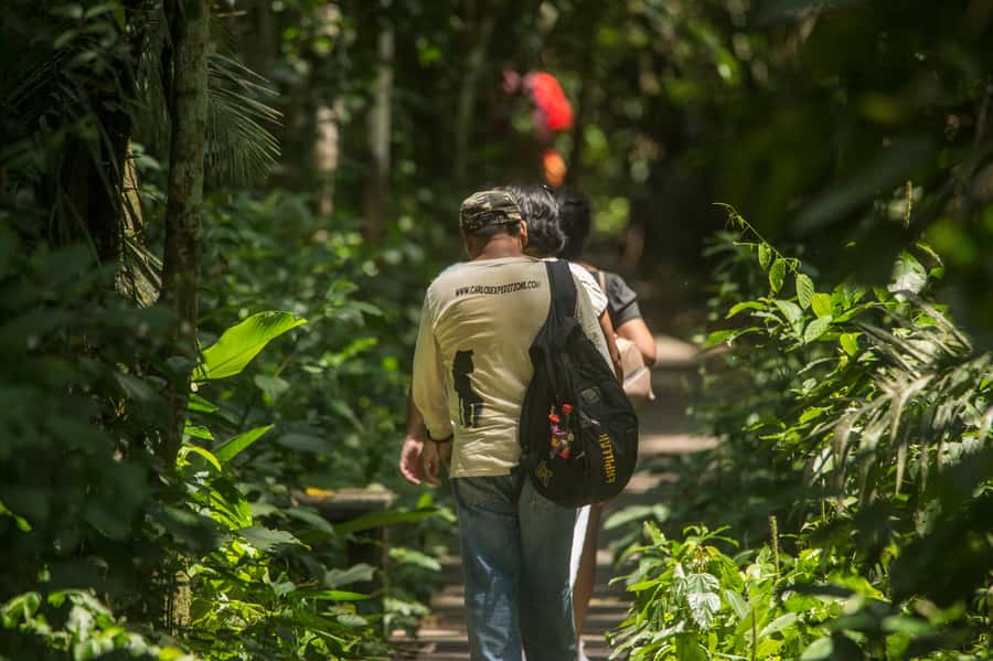 Tambopata Macaw Clay Lick 5 days/4 nights - Why EL CHUNCHO Clay Lick is the whole point