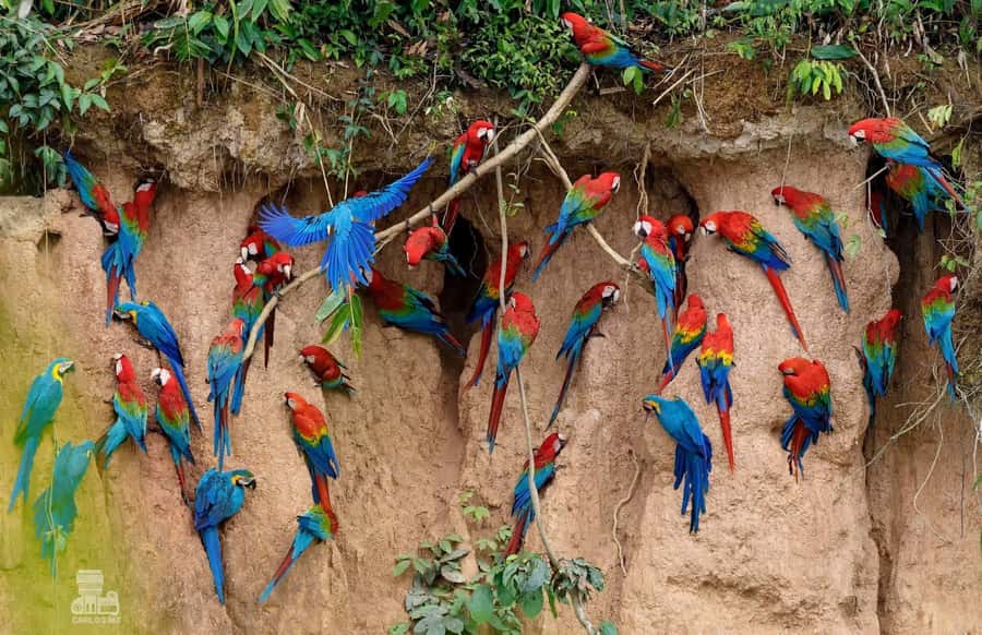 Tambopata Macaw Clay Lick 5 days/4 nights - Day 5: canopy walkway about 30 meters up