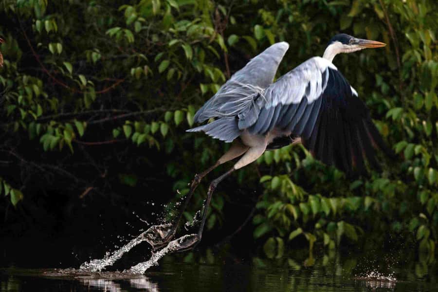Tambopata: Multi-Day Amazon Rainforest Tour with Local Guide - Quick take: what makes this Tambopata tour click