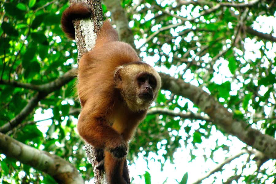 Tambopata: Multi-Day Amazon Rainforest Tour with Local Guide - Price check: what $387 buys you in the rainforest