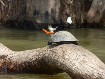 Tambopata: Multi-Day Amazon Rainforest Tour with Local Guide - Getting to the lodge: timing, transfer flow, and the no-luggage rule