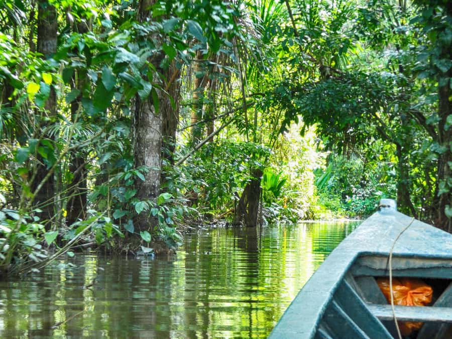Tambopata: Multi-Day Amazon Rainforest Tour with Local Guide - Safety, harnesses, and the kind of trip you’re signing up for