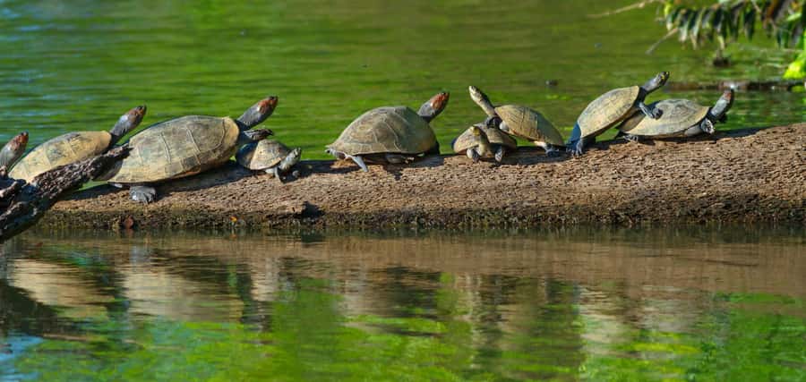 Tambopata National Reserve Tour 3 Days - Where this Tambopata trip actually starts (and why it matters)