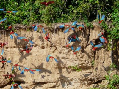 Tambopata National Reserve Tour 3 Days - Day 1: Puerto Maldonado to Paradise Amazon Ecolodge and the first wildlife hits