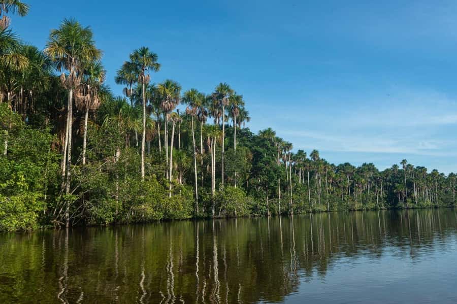Tambopata National Reserve Tour 3 Days - Biodiversity you can feel: birds, butterflies, and the simple thrill of spotting movement