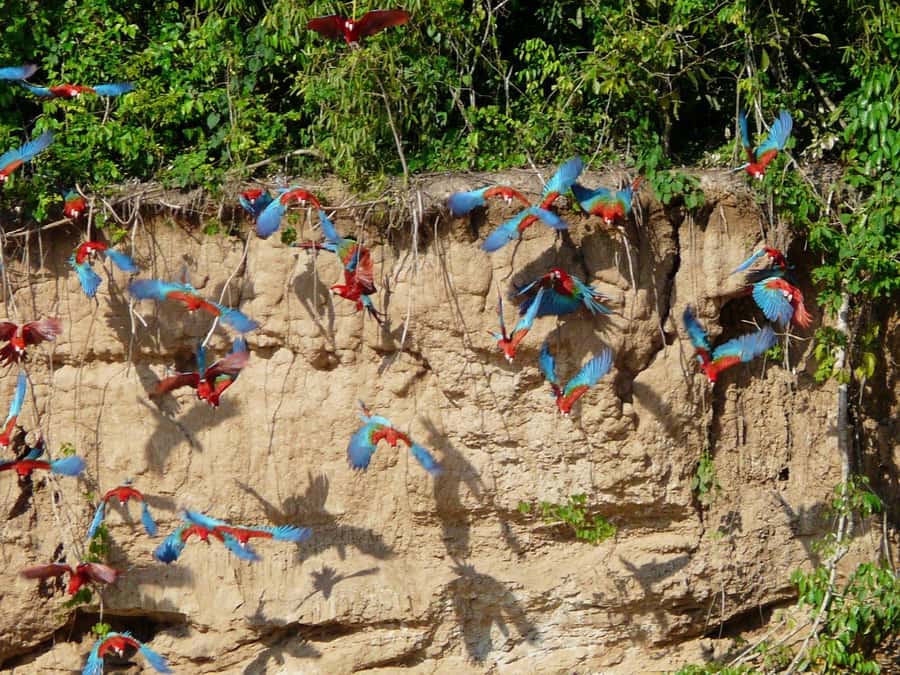 Tambopata National Reserve Tour 3 Days - Day 1: Puerto Maldonado to Paradise Amazon Ecolodge and the first wildlife hits