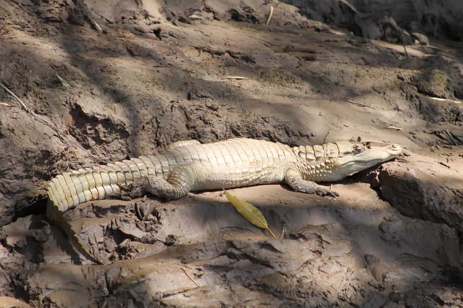 Tambopata Peruvian Amazon Jungle for Three Days/Two Nights - Key highlights at a glance