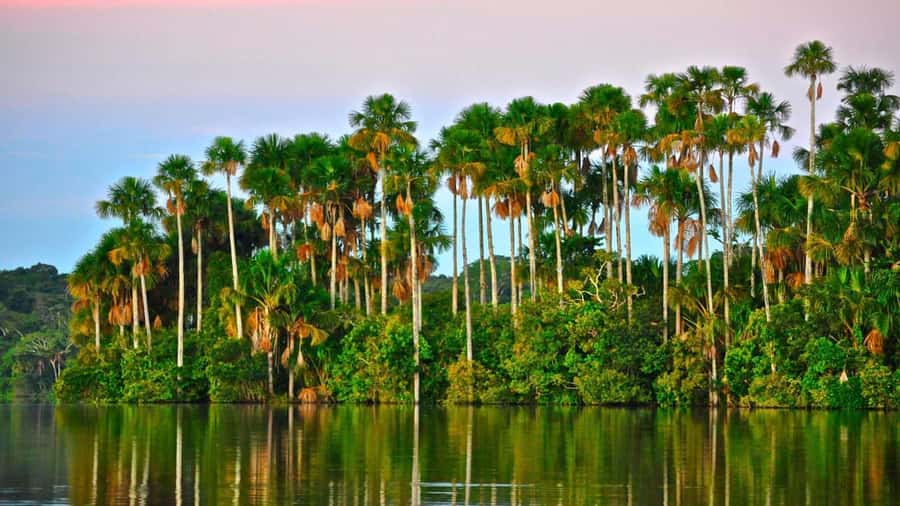 Tambopata Peruvian Amazon Jungle for Three Days/Two Nights - Canopy zipline at 35 meters: short thrill, big views