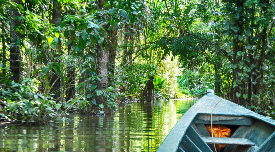 Tambopata Peruvian Amazon Jungle for Three Days/Two Nights - Evening forest walk: when the jungle becomes a different world