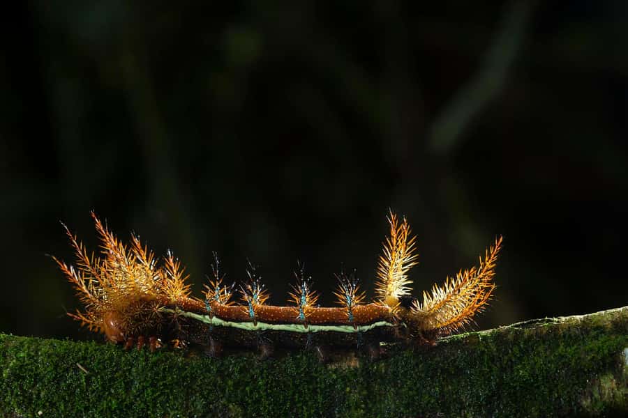 Tambopata Rainforest Night Walk & River Exploration - Price and value: what $55 buys you in the Amazon